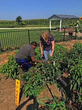 homegrown produce moves from field to table.