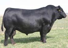 Her dam was purchased jointly with Sunset Acres and is still a well producing female for us.