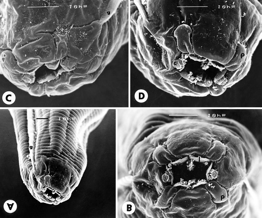 Fig. 4. Ichthyouris ovifilamentosa sp. n., scanning electron micrographs of female.