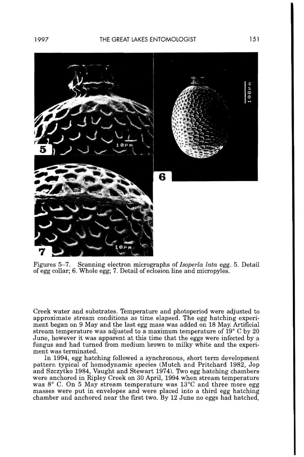 Sandberg and Szczytko: Life Cycle of <i>isoperla Lata</i> (Plecoptera: Perlodidae) in a 997 THE GREAT LAKES ENTOMOLOGIST 5 Figures 5-7. Scanning electron micrographs of Isoperla lata egg. 5. Detail of egg collar; 6.