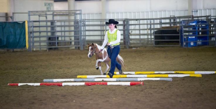 Try a new class! We will be spotlighting an Approved Pinto Class each month in hopes that our members will be inspired to try a new class this year! Pony or Miniature Trail in-hand A. General 1.