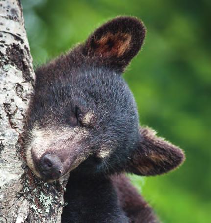 What is the best way to set up on a bear? As with deer, hunting from tree stands and climbers work best.