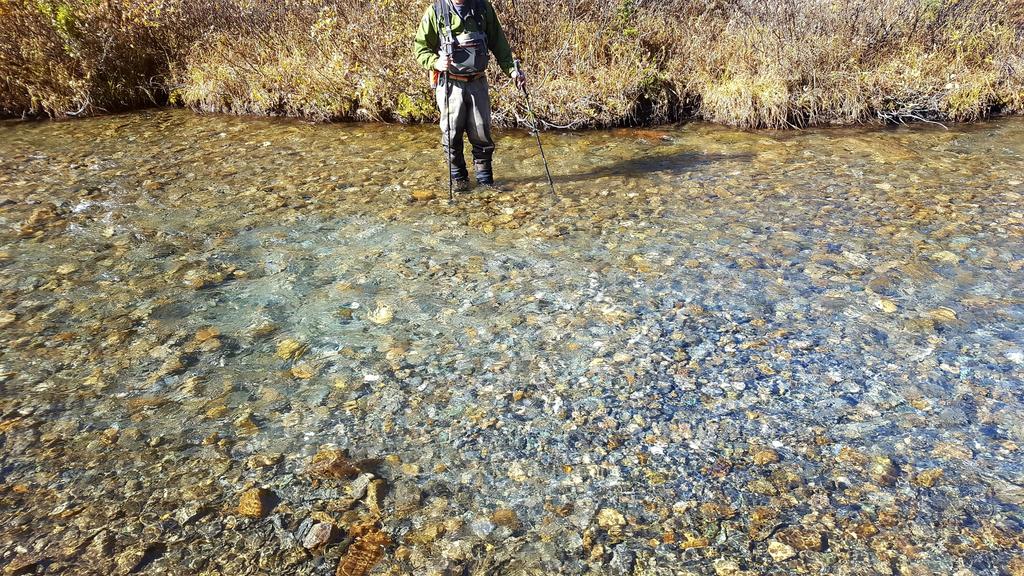 The Future of Bull Trout