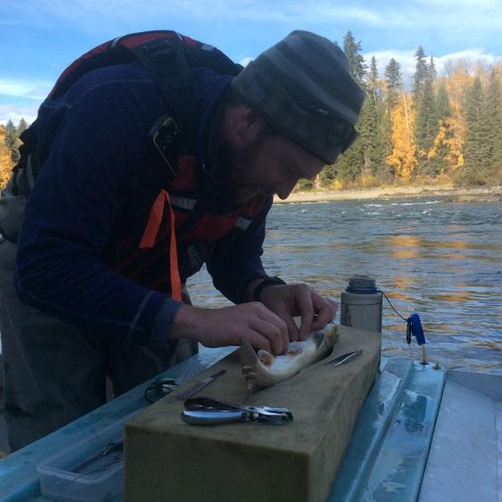 Why hold a Bull Trout symposium?
