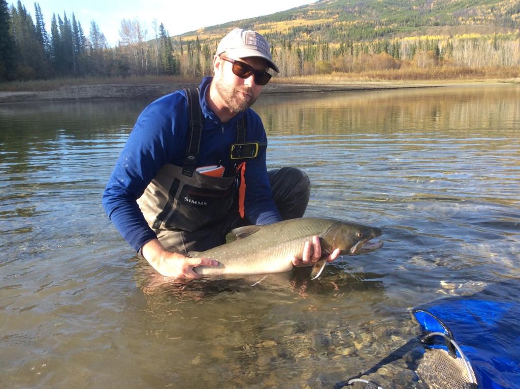 Omineca 7A: Middle and Upper Fraser Bull Trout studies Pacific and Arctic populations Moderate/slow growth Max age ~15 yrs Age at maturity ~7 yrs Adfluvial, fluvial, resident life history forms