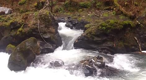 # of fish 45 40 35 Live Fish Upstream of Little Falls Coho Chum January 7-13th: