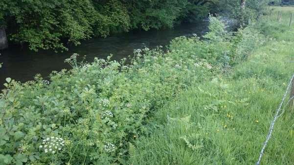 Figure 7: Hinged alder re-growth is protecting the bank and providing important marginal habitat At SS 93494 26895 an informal
