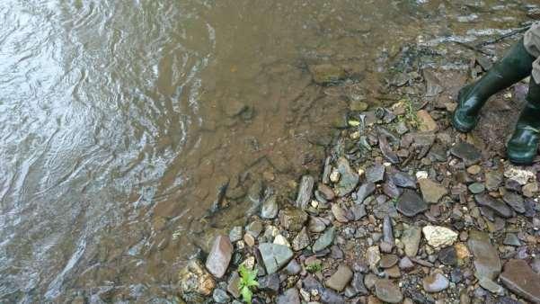 Figure 16: A fine layer of silt can be clearly seen coating the gravel in the river margins Most of the river channel observed was