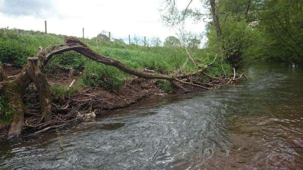 Figure 22: An example of a hinged bankside willow on the River Monnow in Herefordshire Figure 23: An example of rebar driven through