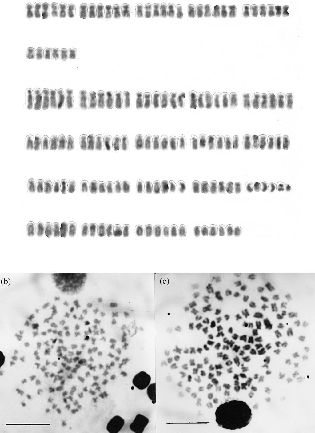 194 GUÉGAN ET AL. FIG. 1. Karyotype of Barbus petitjeani (a) and metaphase plates of B. bynni occidentalis (b) and B. wurtzi (c).