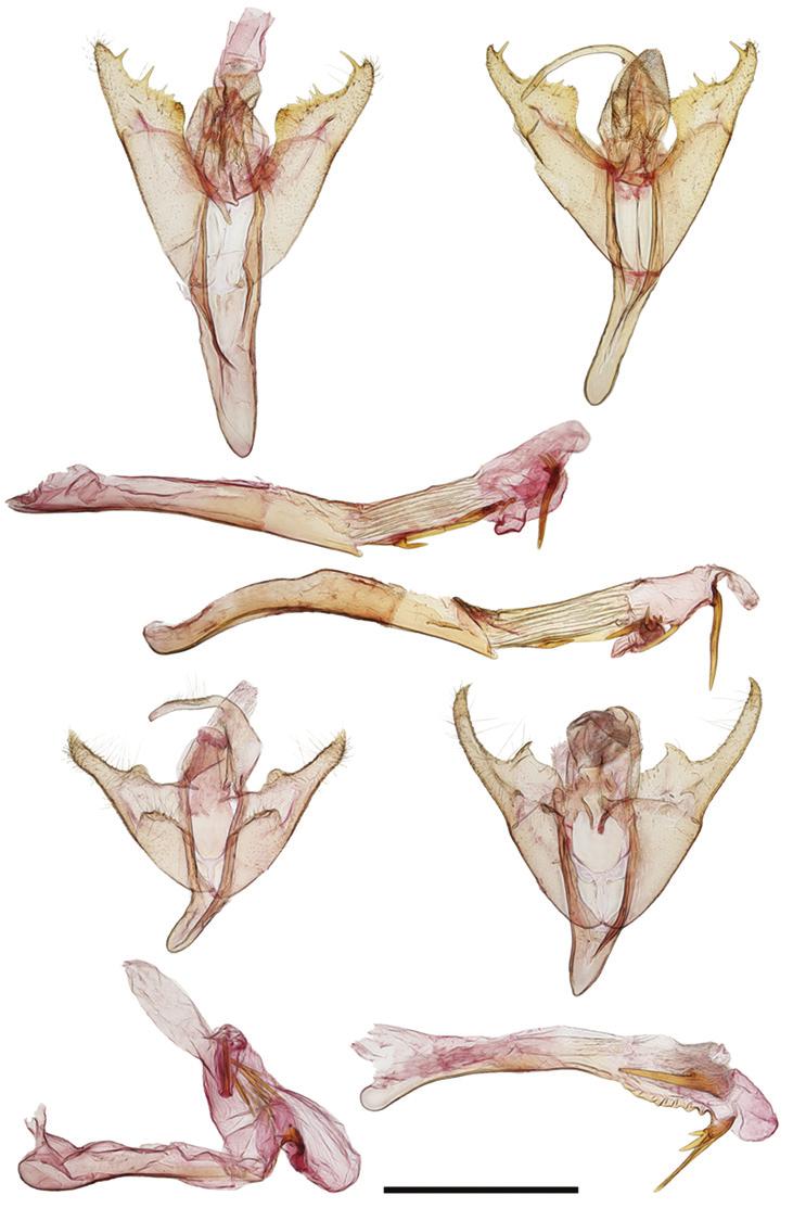 Review of the North American species of Marimatha Walker with descriptions of three new species...127 14a 15a 14b 15b 16a 17a 16b 1 mm 17b Figures 14 17. Marimatha male genitalia. 14 M.