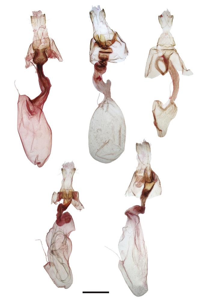 Review of the North American species of Marimatha Walker with descriptions of three new species...129 18 19 20 21 1 mm 22 Figures 18 22. Marimatha female genitalia. 18 M. nigrofimbria 19 M.