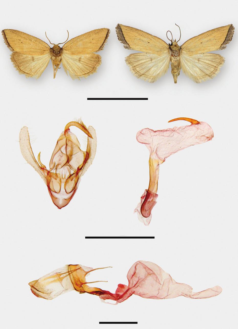 Review of the North American species of Marimatha Walker with descriptions of three new species...131 23 24 10 mm 25a 25b 1 mm 1 mm 26 Figures 23 26. Pseudomarimatha fl ava adults and genitalia.