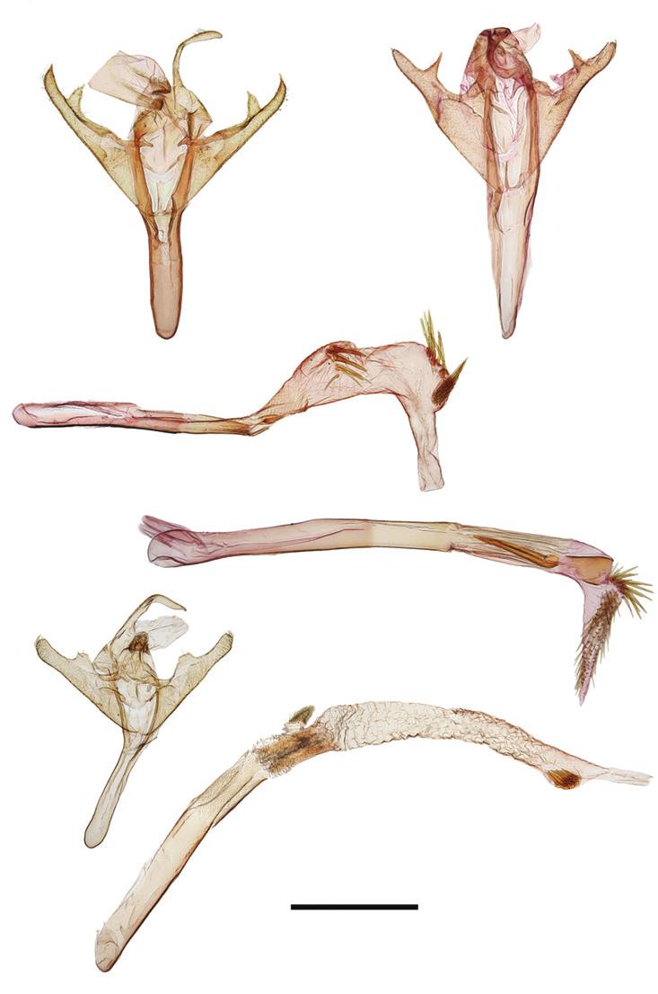 Review of the North American species of Marimatha Walker with descriptions of three new species...125 11a 12a 11b 12b 13a 13b 1 mm Figures 11 13. Marimatha male genitalia. 11 M. nigrofimbria 12 M.