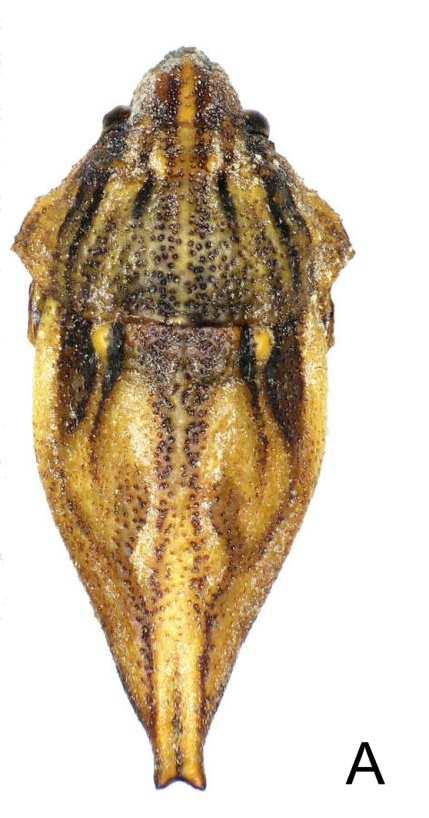Fig. 1A-B. Habitus of Urothyreus horvathianus (Schouteden) [male, Kenia]: A dorsal view; B lateral view.