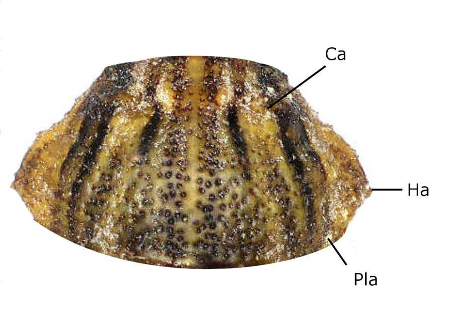 Fig. 2. Head of U. horvathianus. A dorsal view, B lateral view. Bc = buccula; Cl = clypeus; Mxp = maxillary plate. Pronotum: about 1.