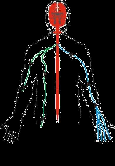 Nervous System Stun vs. NMI Central Nervous System Command center brain & spinal cord.