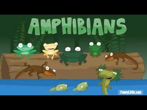 Class Amphibia A. General characteristics 1.