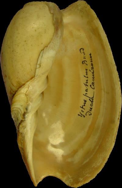 Cymbium pachyus (Pallary,