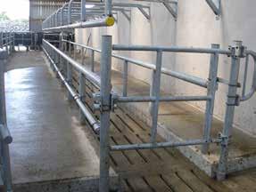 the cows from the parlour at a time to facilitate herd testing or vaccination. Providing a walkway in front of and behind the race provides operator flexibility.