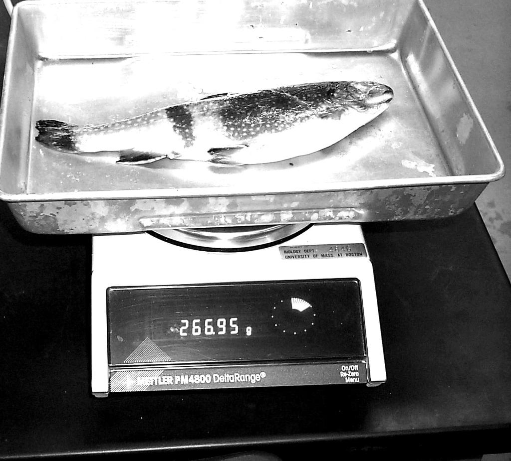 Part I Dissection of the brook trout (Salvelinus fontinalis) This dissection should take you one lab period.