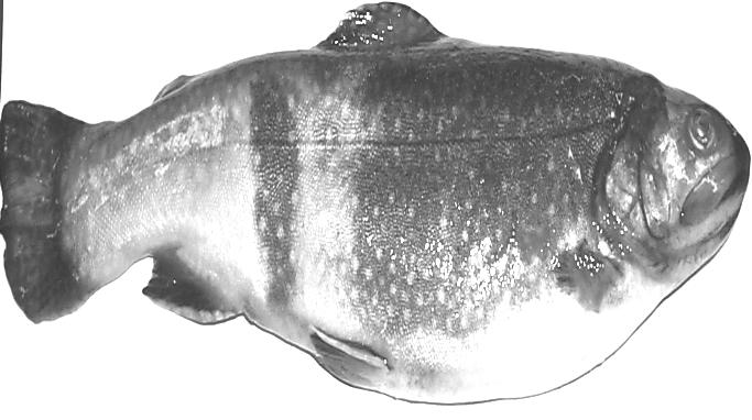 b) the pectoral and pelvic fins are homologous to human arms and legs, respectively and are used in turning and stopping the fish. c) the dorsal and anal fins are used to keep the fish from rolling.