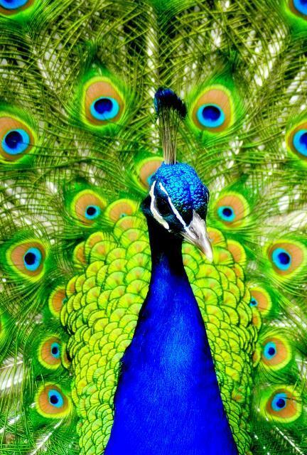 INTRODUCTION Powerpoints are the peacocks of the