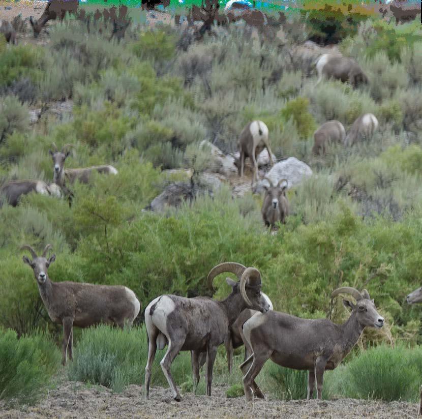 TIPS FOR DESERT BIGHORN SHEEP CALIFORNIA 10% of all Desert bighorn sheep permits in California are available to nonresidents, but it is not guaranteed.
