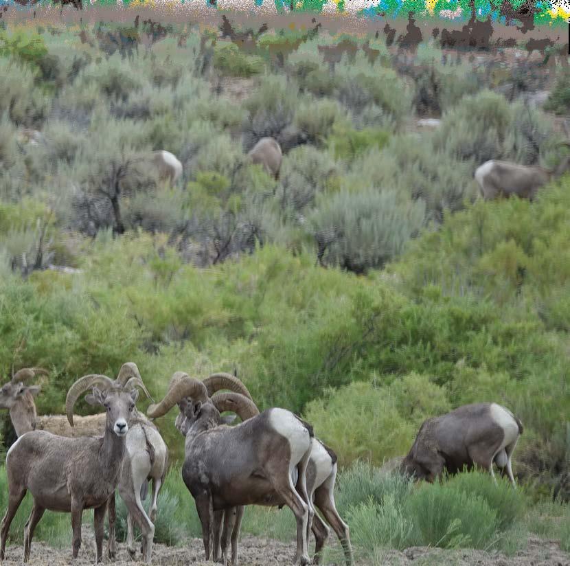 TIPS FOR DESERT BIGHORN SHEEP NEW MEXICO New Mexico s Desert bighorn sheep are some of the biggest found in any western state, but they do require applicants to front $3,173 on their credit card in