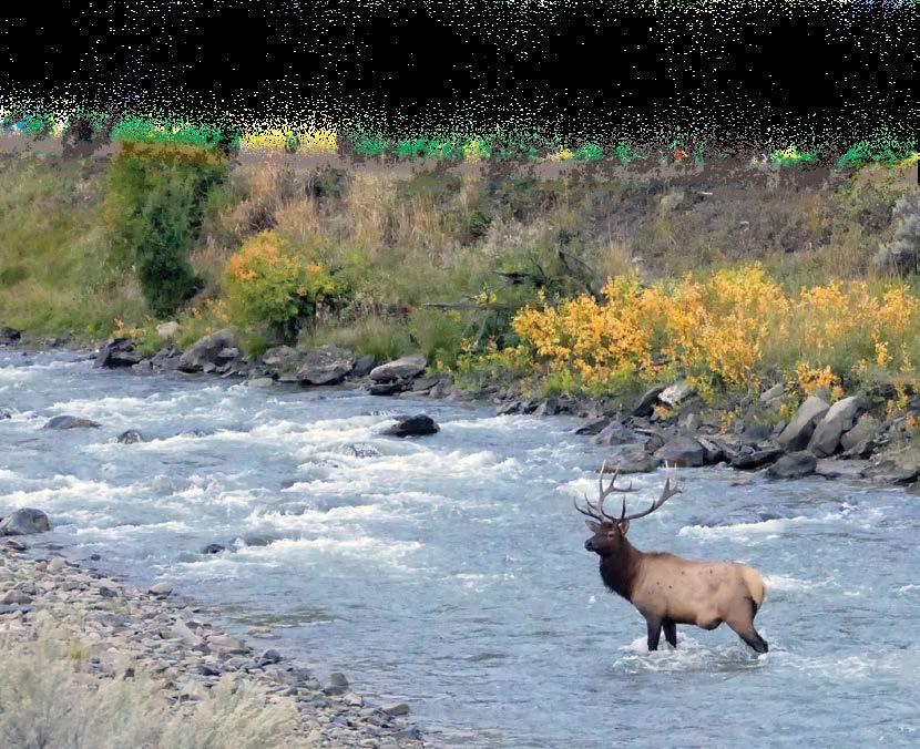 OPPORTUNITY ELK TIPS OREGON Oregon is home to 65,000 Rocky Mountain elk and 60,000 Roosevelt elk, and over-the-counter hunts are widely available for both species.