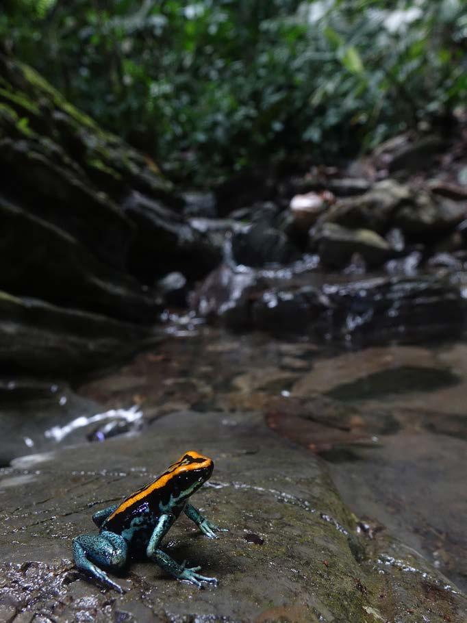 vittatus only on the Costa Rica Pacific side could be the most toxic species of poisonous frogs in the region.