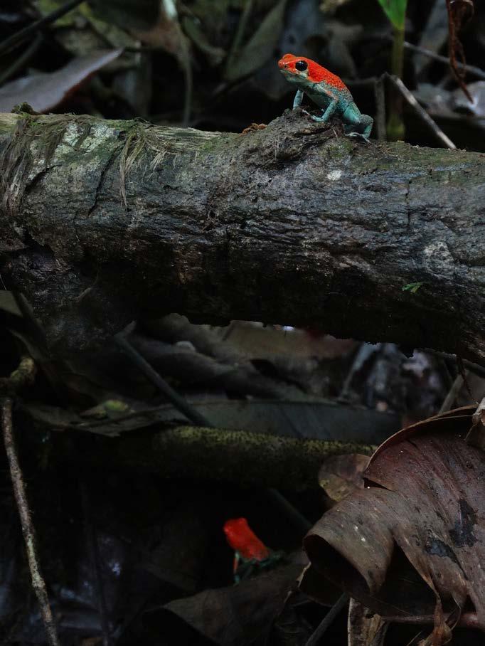 104 Right, two Oophaga granulifera among the dark, wet forest litter; far right, a dazzling specimen of Dendrobates auratus. prone to acquire sexual partners or escape predators than others?