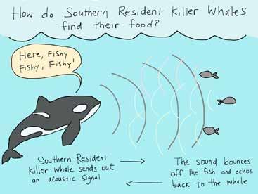 Killer Whale Sound Use and SRKWs Killer whales rely on sound Calls, whistles - communication