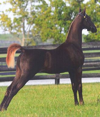 AllAmericanCup OWNED BY Kathy Capsuto-Walker Lady Biscotti