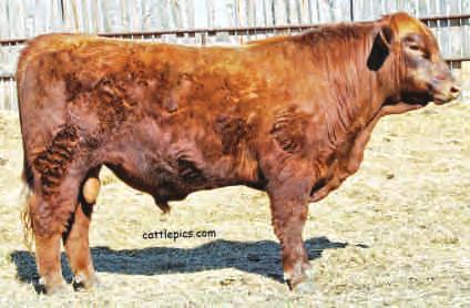 YY BELLE 142L Nitro Averaged 84 LBS on all of his bull calves in his career and