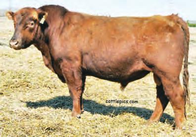 He again bred all 40 Cows that were offered to him this past breeding season.