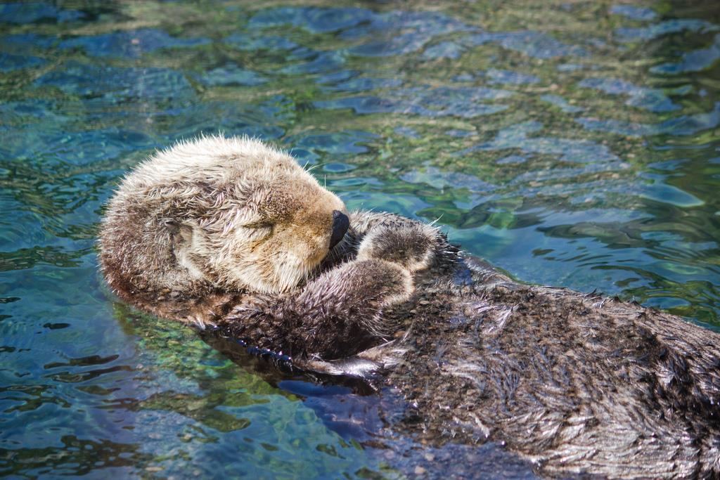 The Sea Otter The Survivors of Bering s 2 nd voyage returned with a large supply of otter pelts that were just as luxurious as sable pelts and quickly became popular and valuable on the Chinese