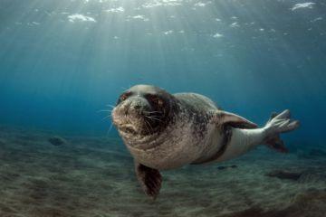 Monk Seal Conservation Project This past spring Fiskardo Divers started a collaborative project with the Octopus Foundation, MO-m and Archipelagos in efforts to gather data and raise awareness of the