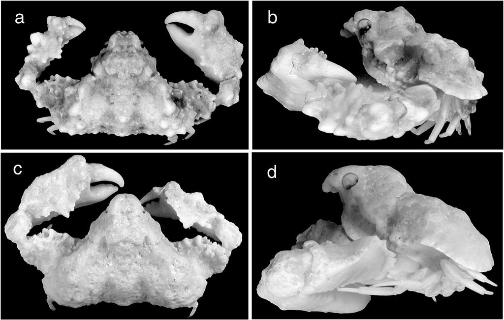 400 Micronesica 35-36, 2003 Figure 5. Furtipodia gemma, new species, holotype, female (14.8 by 10.4 mm) (ZRC), Guam: a, dorsal view; b, side view. Furtipodia petrosa Klunzinger 1906, female (18.