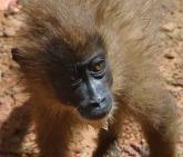 Nweliy Becky arrived on 22 April 2013. Orphaned as an infant, she was illegally purchased as a pet and kept in the village for 7 years.