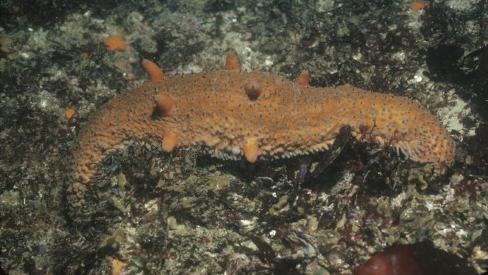 A sea star is an animal with five arms. It can be found on the ocean floor where it moves very slowly in search of food.