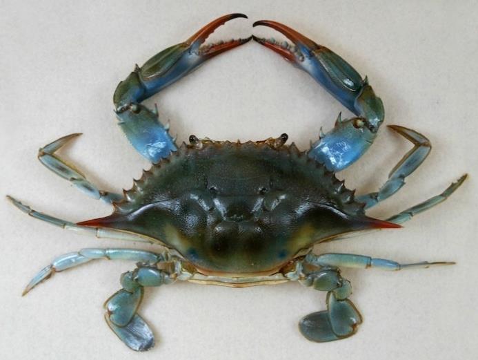 A crab is a round-bodied animal with a hard skeleton on the outside of its body. It has welldeveloped claws that can be used for protection and feeding.