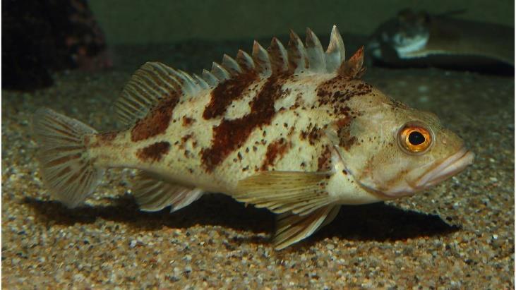 Some crabs live in water and others live on land. Rockfish include more than 100 species and come in many different shapes, sizes and color patterns.