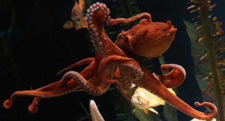 The octopus has a soft body and eight arms. There are many species of octopus, and the biggest can grow up to 25 feet from the arm tip to arm tip.
