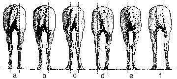 Hind legs Bone structure of the hind leg determines, to a large degree, the set of the feet and legs, and to a lesser degree arrangement and shape of muscling in the hind quarters (Figure 4A).