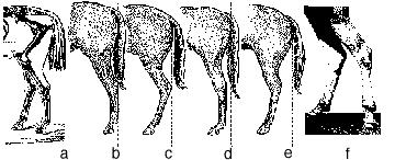A plumb line dropped from the point of the buttock should bisect the thigh, gaskin, hock, cannon, fetlock, pastern and foot (Figure 3A).
