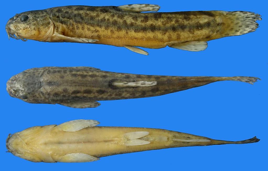 Sungur et al.- A new species of the genus Seminemacheilus from Turkey 467 Figure 1. Seminemacheilus ahmeti n. sp., NHVUIC 2017-06-17, holotype, 53.0 mm SL, Turkey: Kayseri prov.: Sultan Marshes.