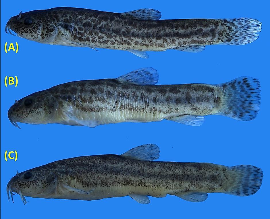 468 FISHTAXA (2018) 3(2): 466-473 Figure 2. Seminemacheilus ahmeti n. sp., paratypes; Turkey: Kayseri Prov.: Sultan Marshes; (A) NHVUIC 1990-01-1, 51.4 mm SL; (B) NHVUIC 1990-01-2, 47.