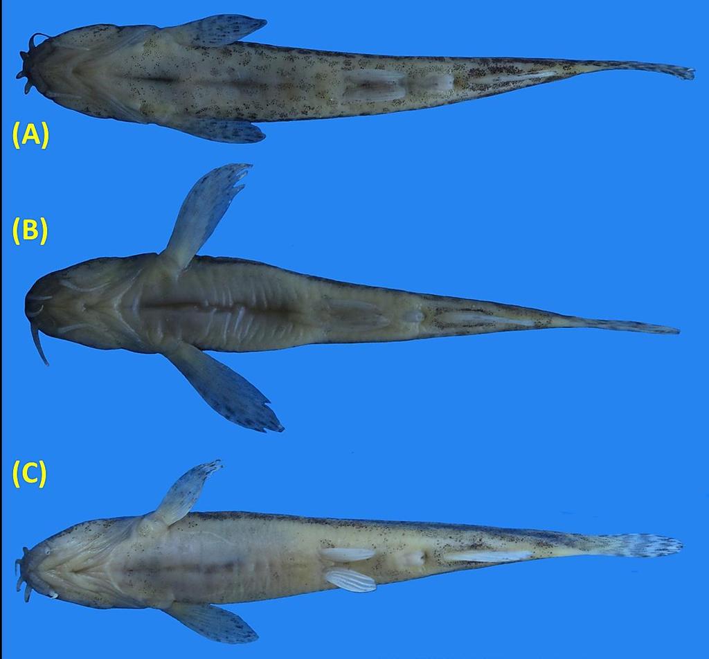 470 FISHTAXA (2018) 3(2): 466-473 Figure 4. Seminemacheilus ahmeti n. sp., paratypes; Turkey: Kayseri Prov.: Sultan Marshes; (A) NHVUIC 1990-01-1, 51.4 mm SL; (B) NHVUIC 1990-01-2, 47.