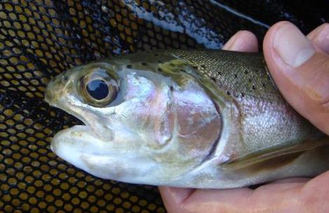 4 A B Figure 1 A) Deformed mouth (arrows) of a juvenile rainbow trout